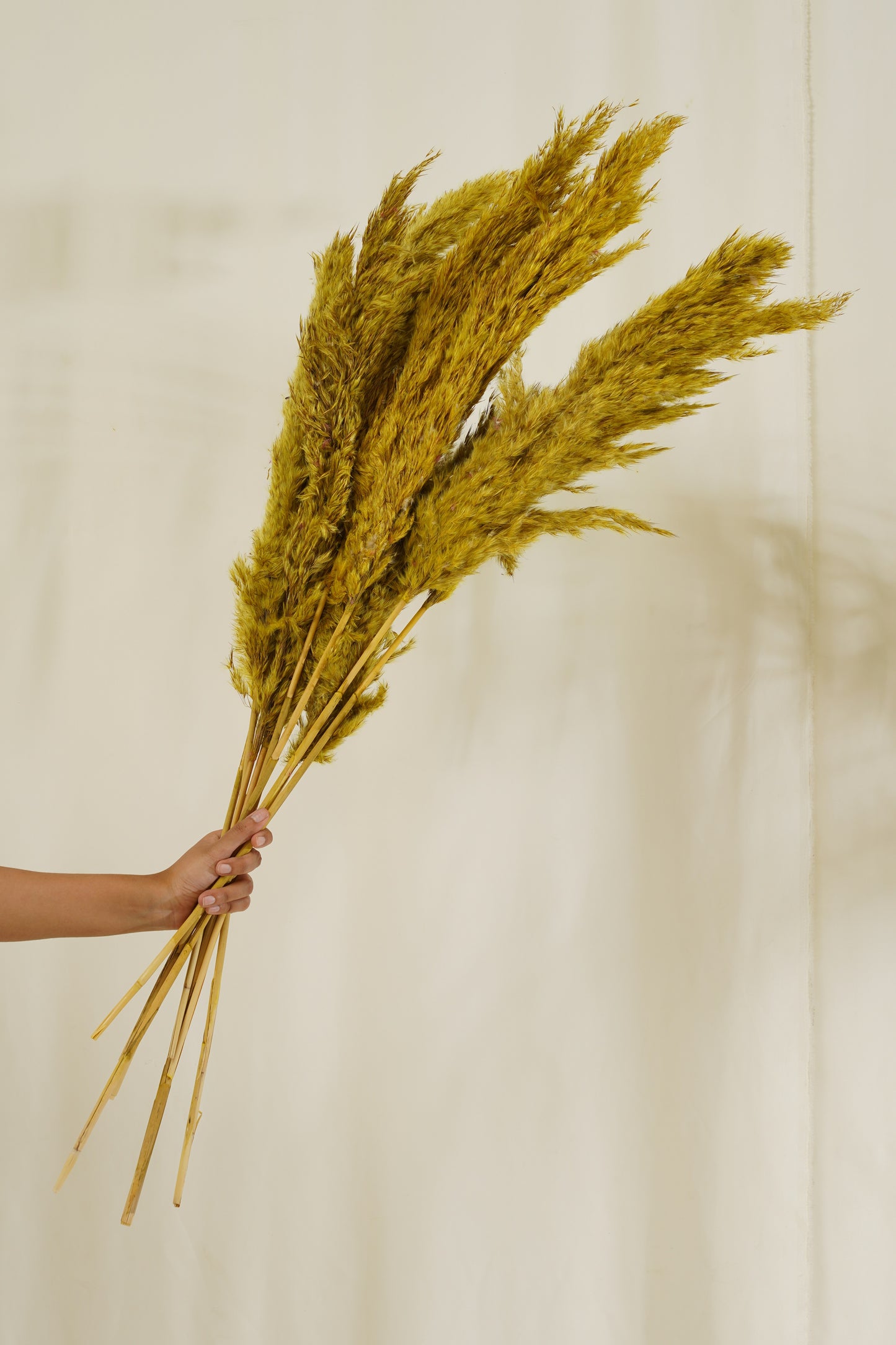Fluffy Pampas 10 Stems