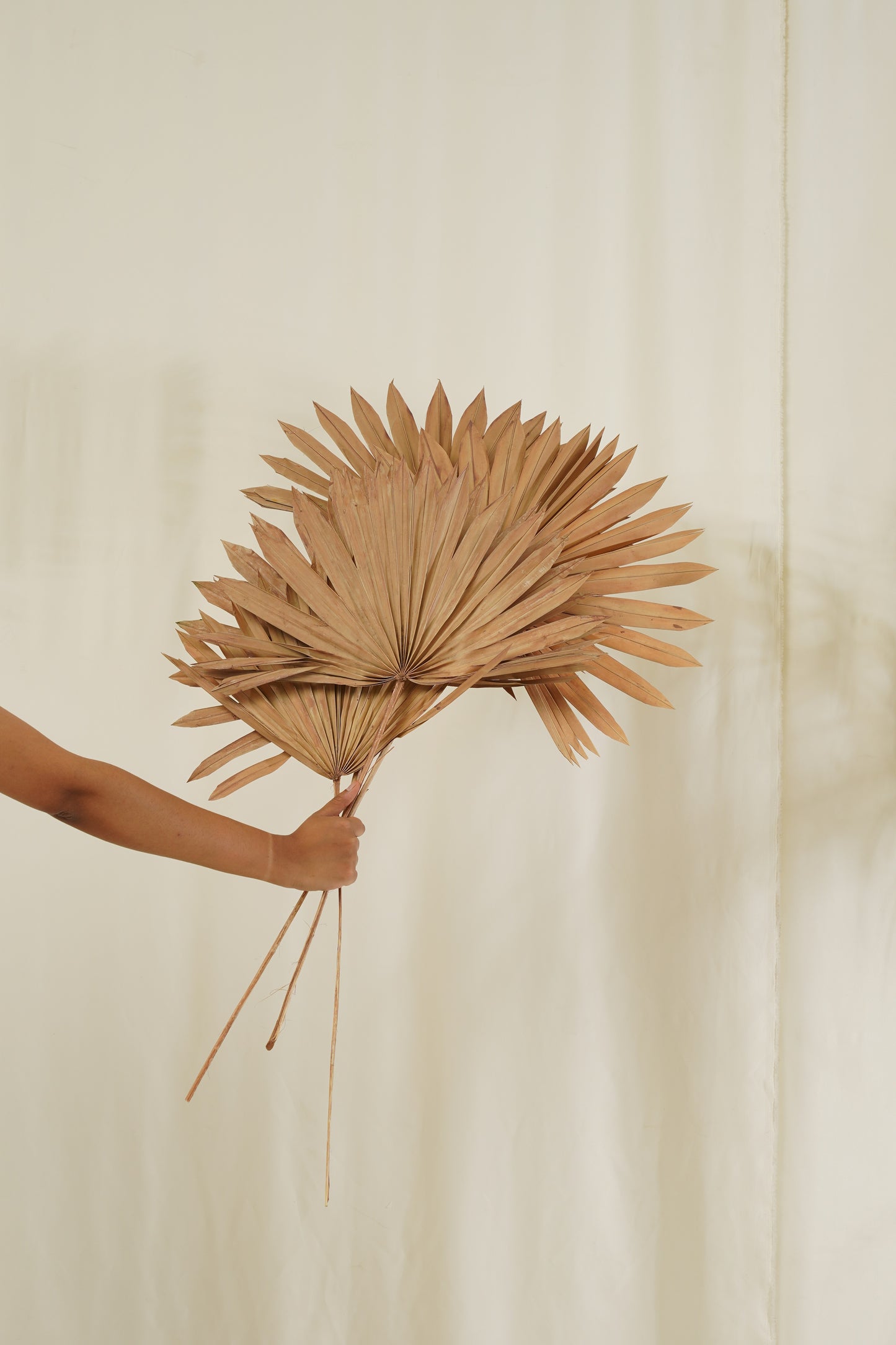 Sun Spear Small (SET OF 5)