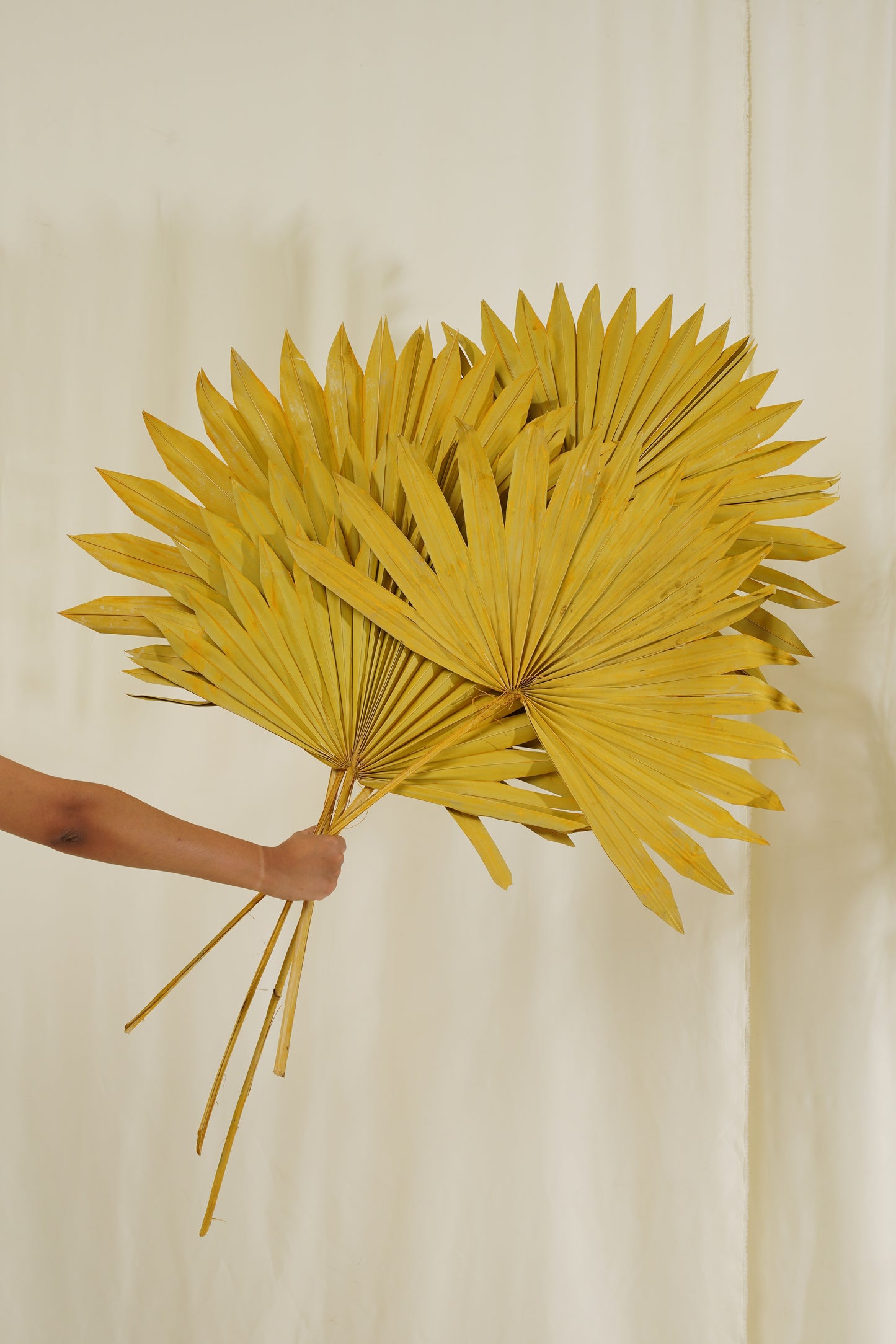 Sun Spear Small (SET OF 5)