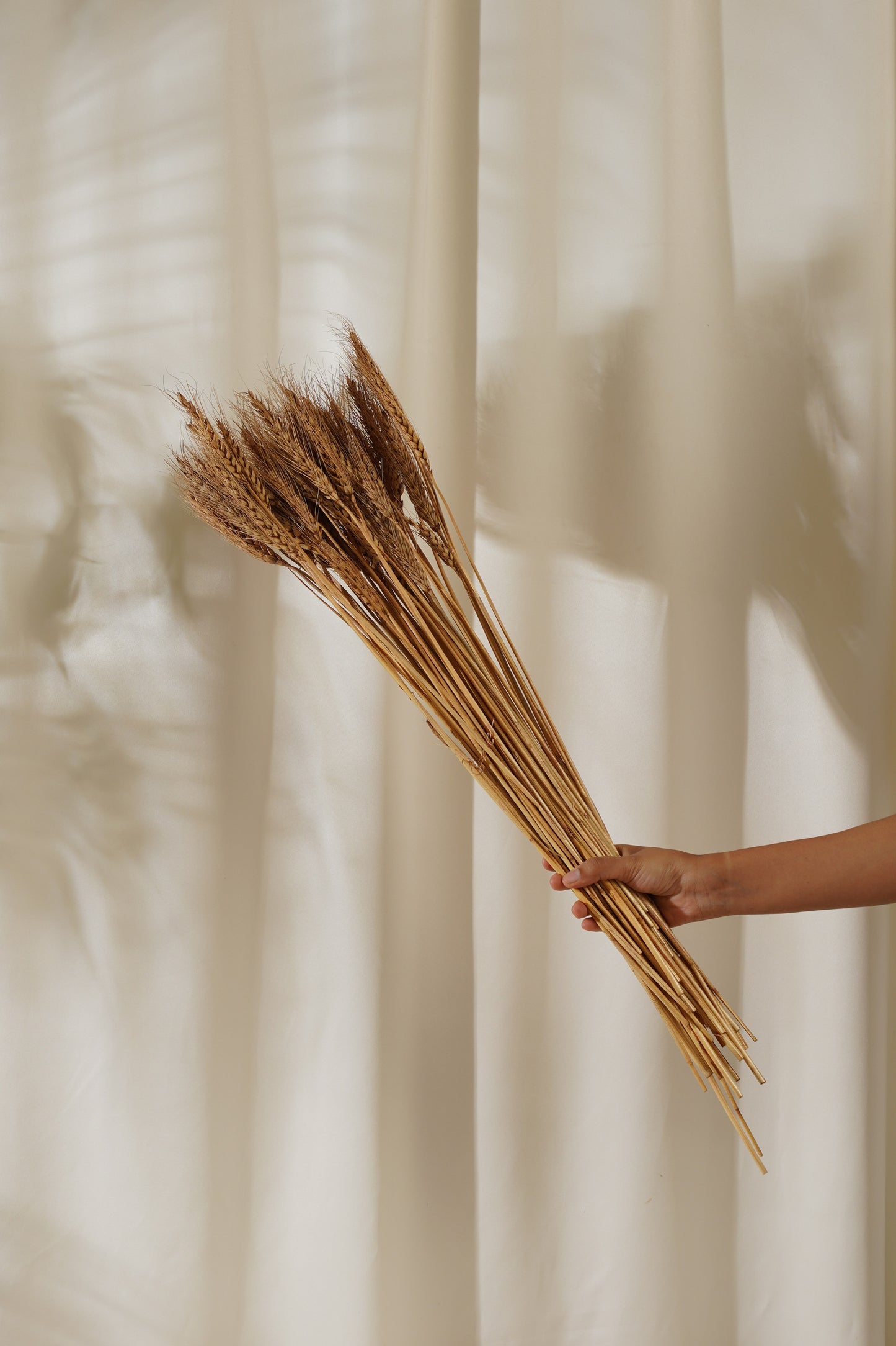 Dried Wheat Grass Stems