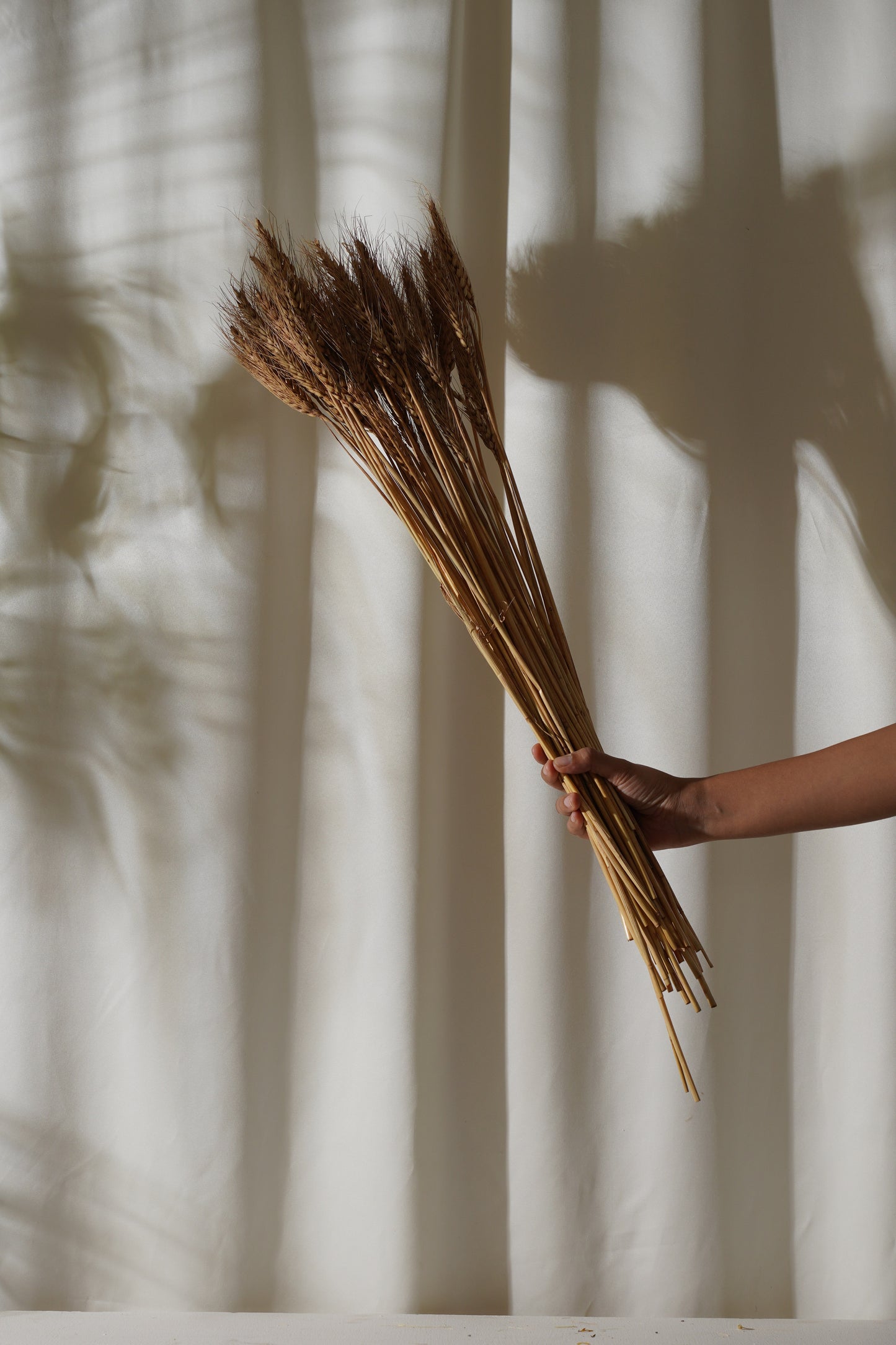 Dried Wheat Grass Stems