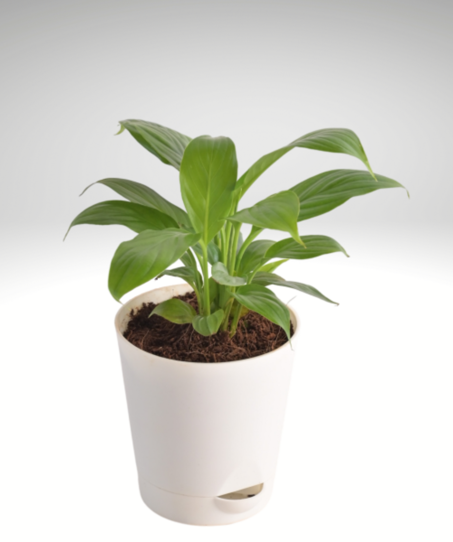 PEACE LILLY
