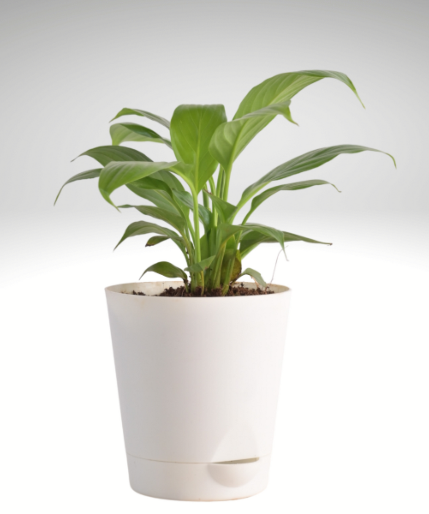 PEACE LILLY