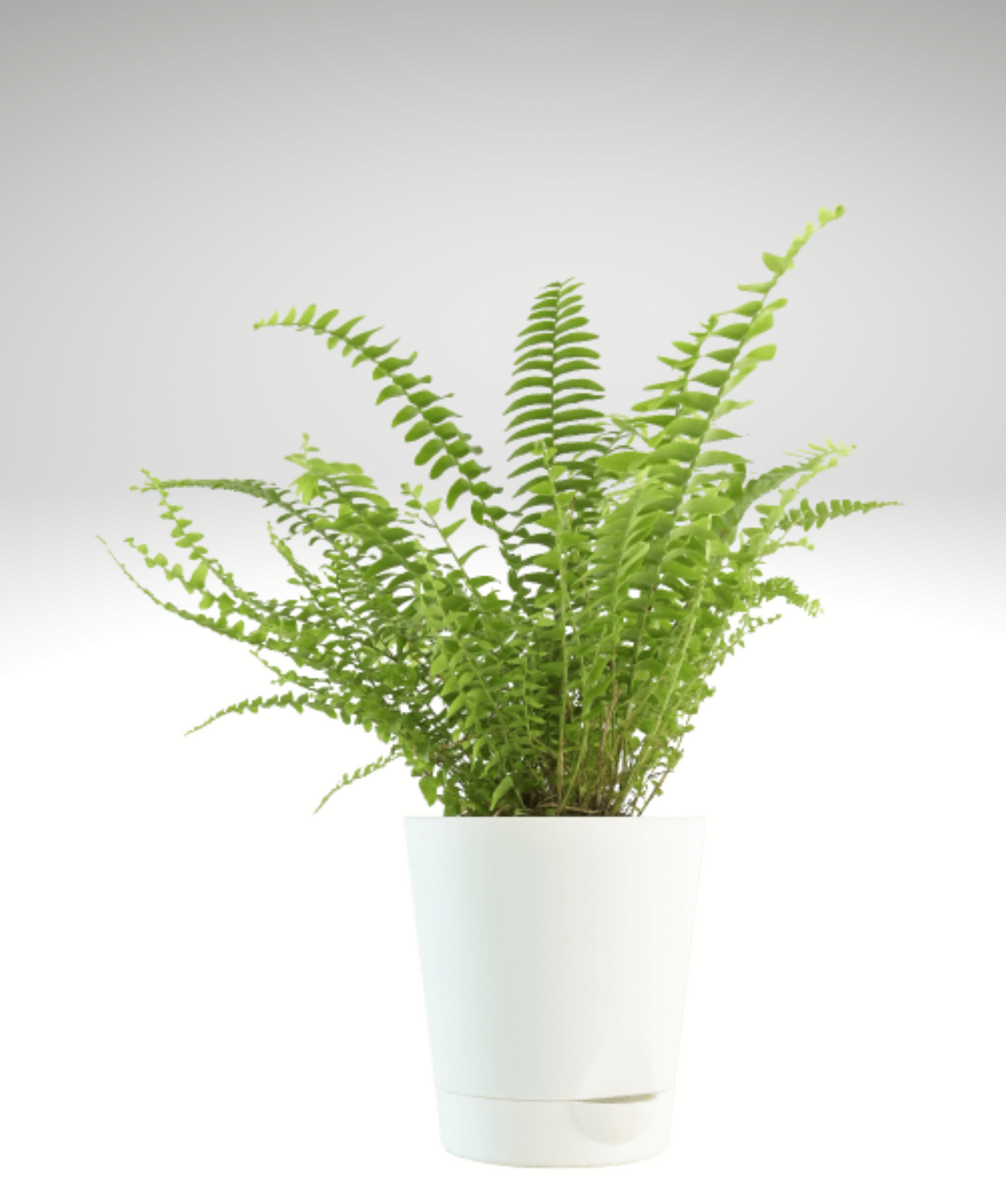 FERN GREEN