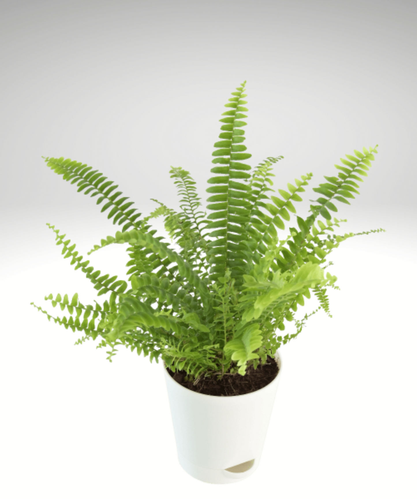 FERN GREEN