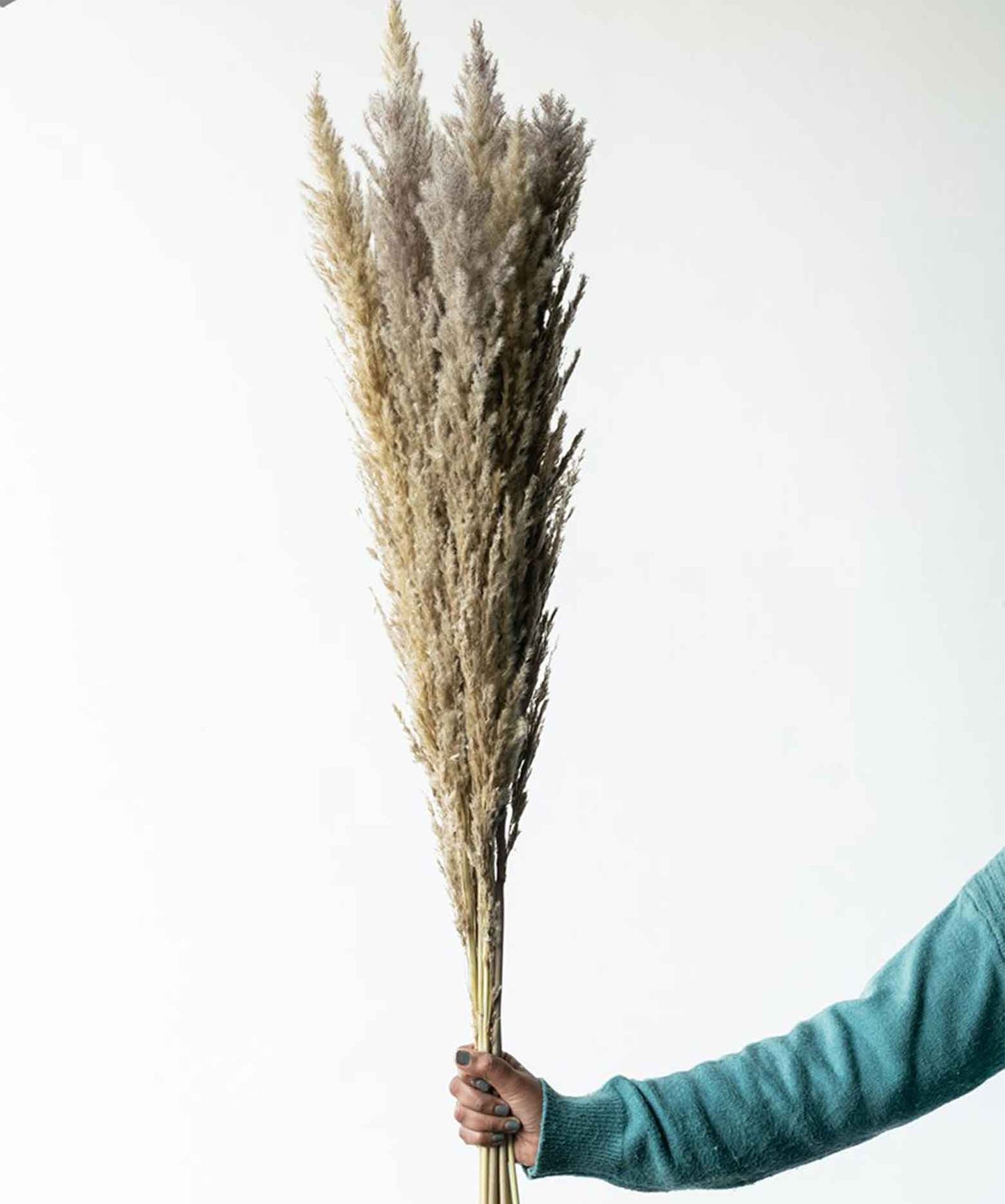 White Dried Pampas Pack of 5 Stems
