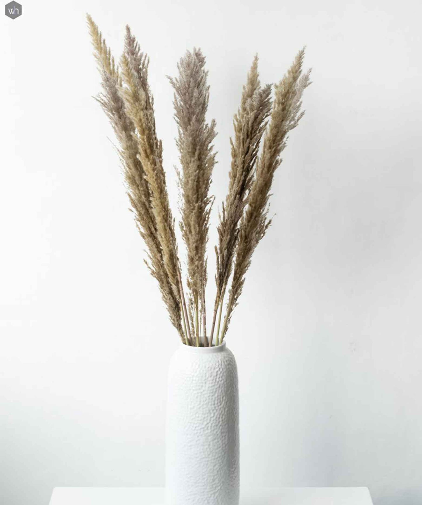 White and Brown Dried Pampas Pack of 10 Stems