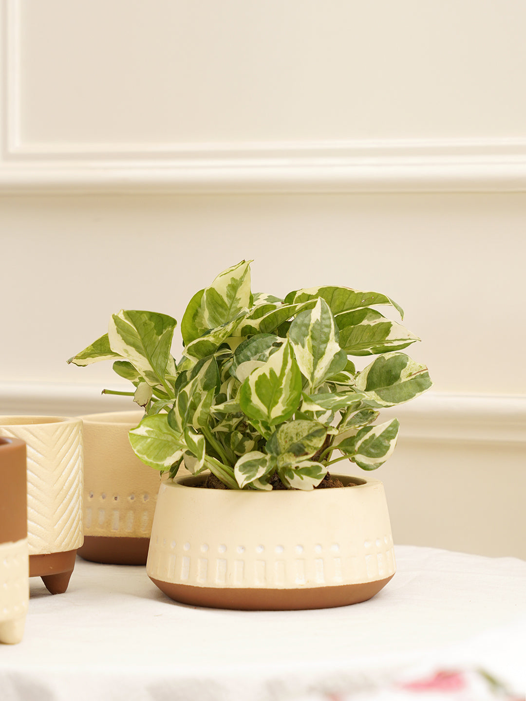 Gardenia Planter