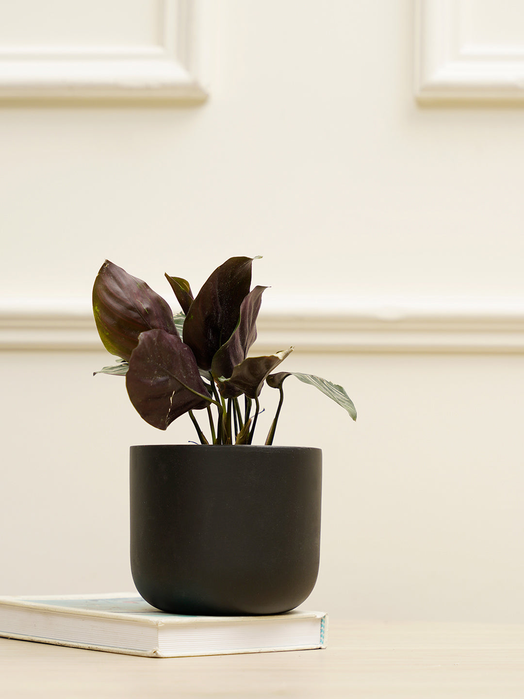 Jeanie Planter