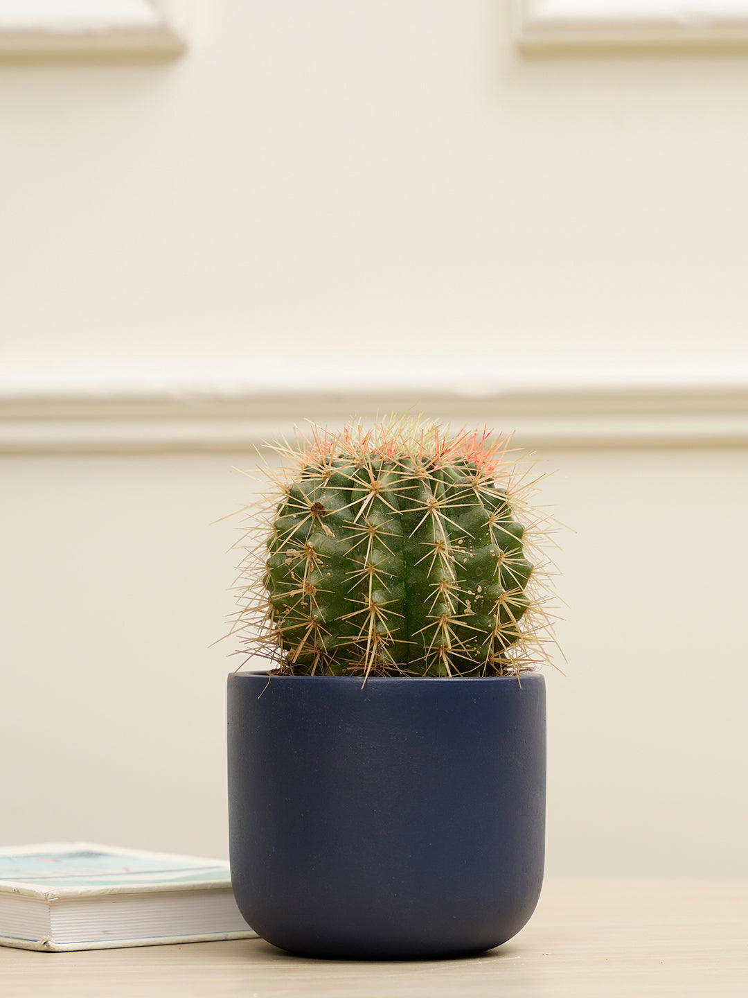 Jeanie Planter