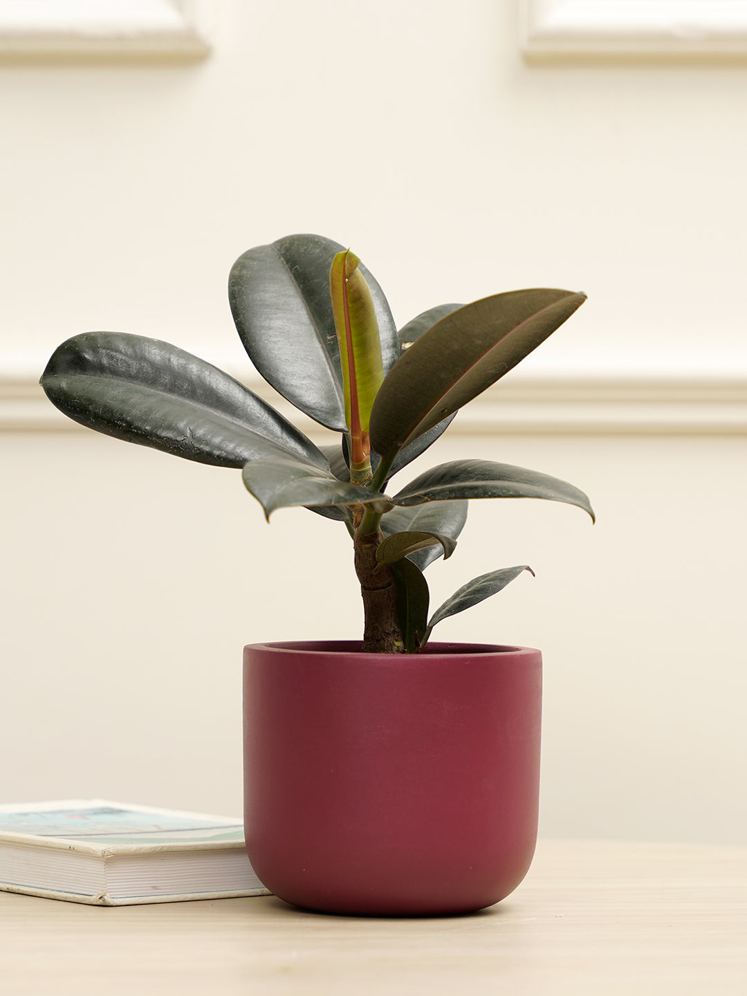 Jeanie Planter