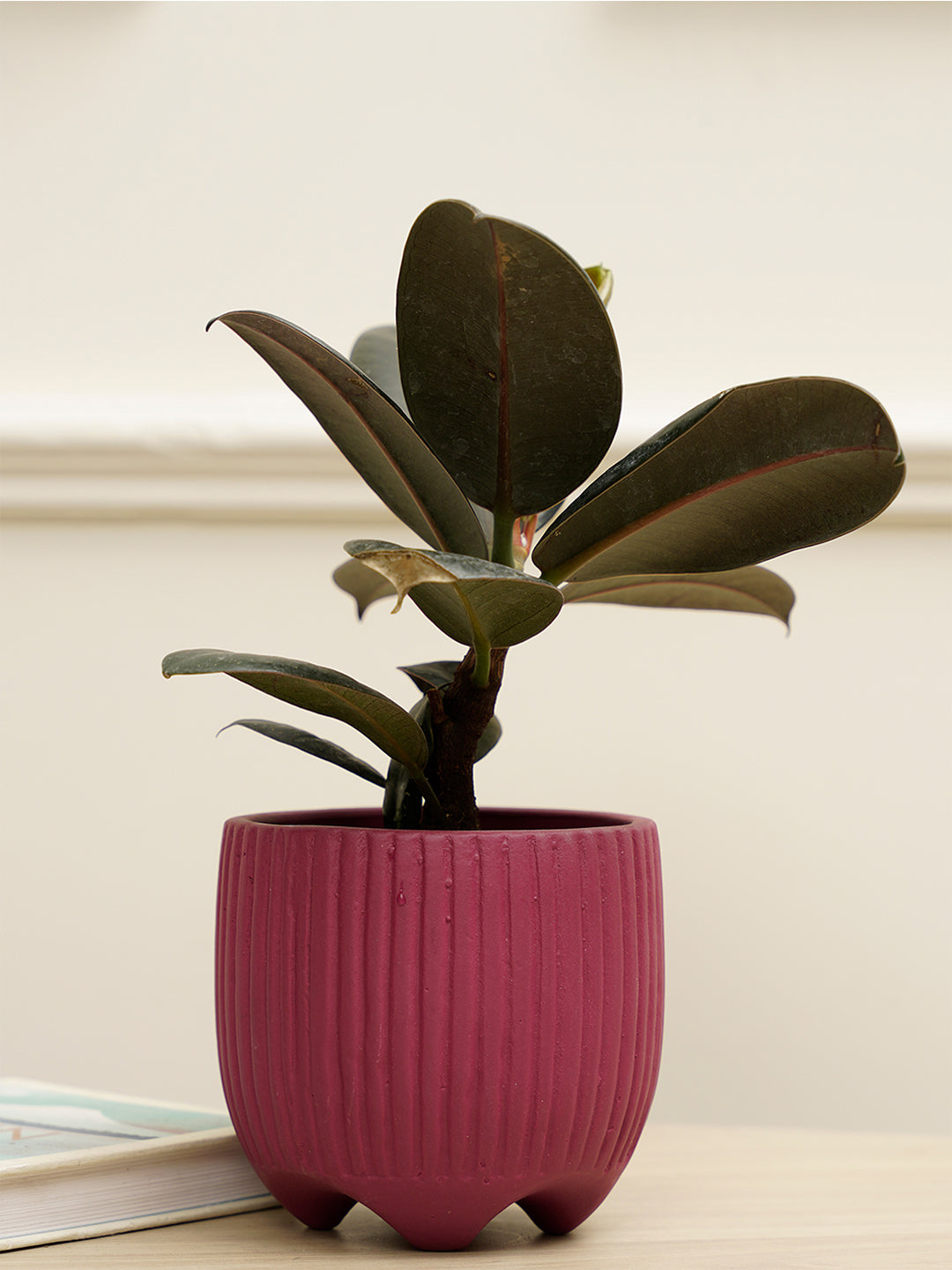 Sunbeam Planter