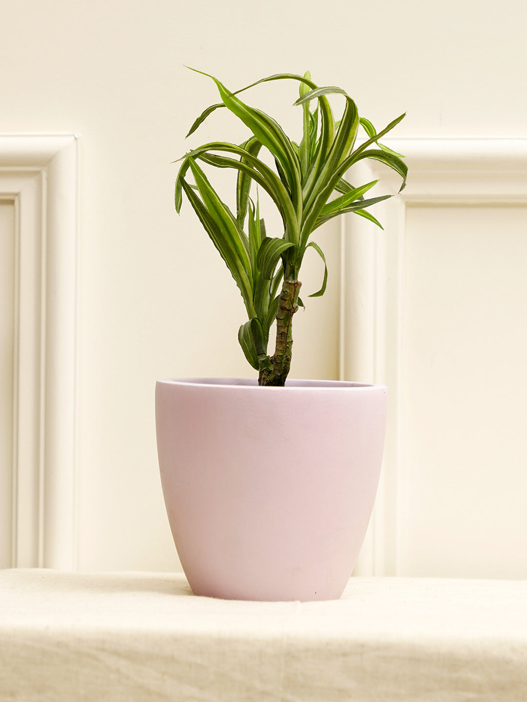 Tazio Planter