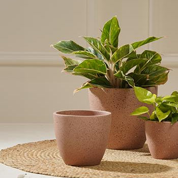 Planters old