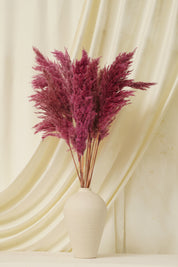 Fluffy Pampas 5 Stems