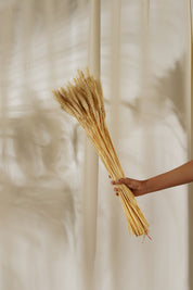 Dried Wheat Grass Stems