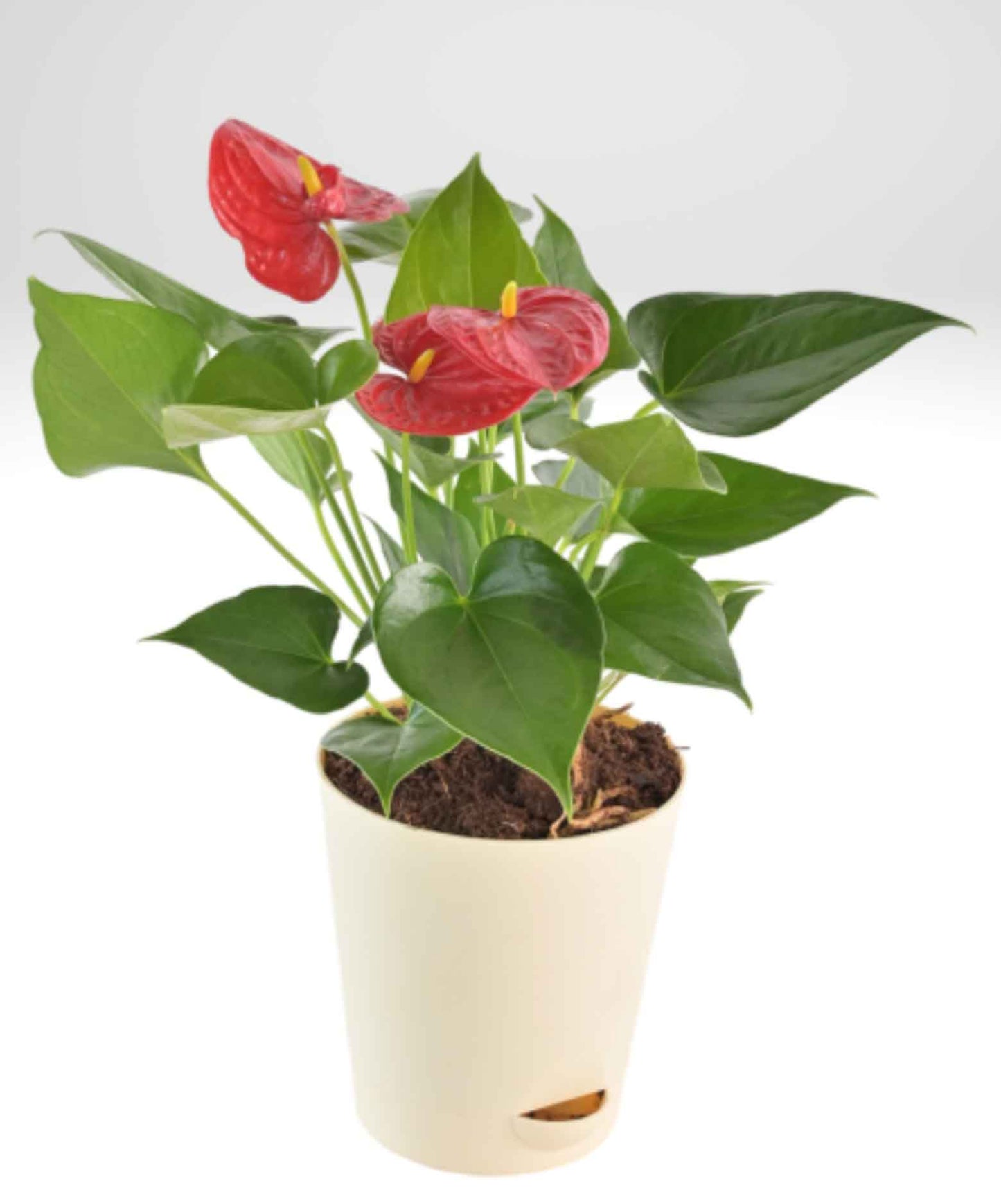 ANTHURIUMS RED PLANTS