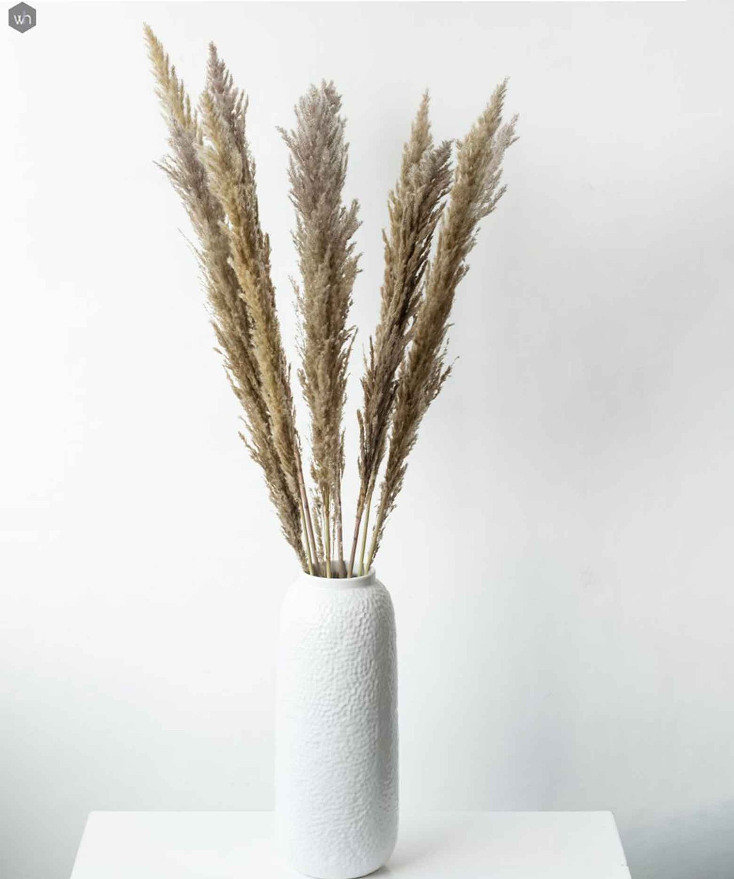 White Dried Pampas Pack of 5 Stems