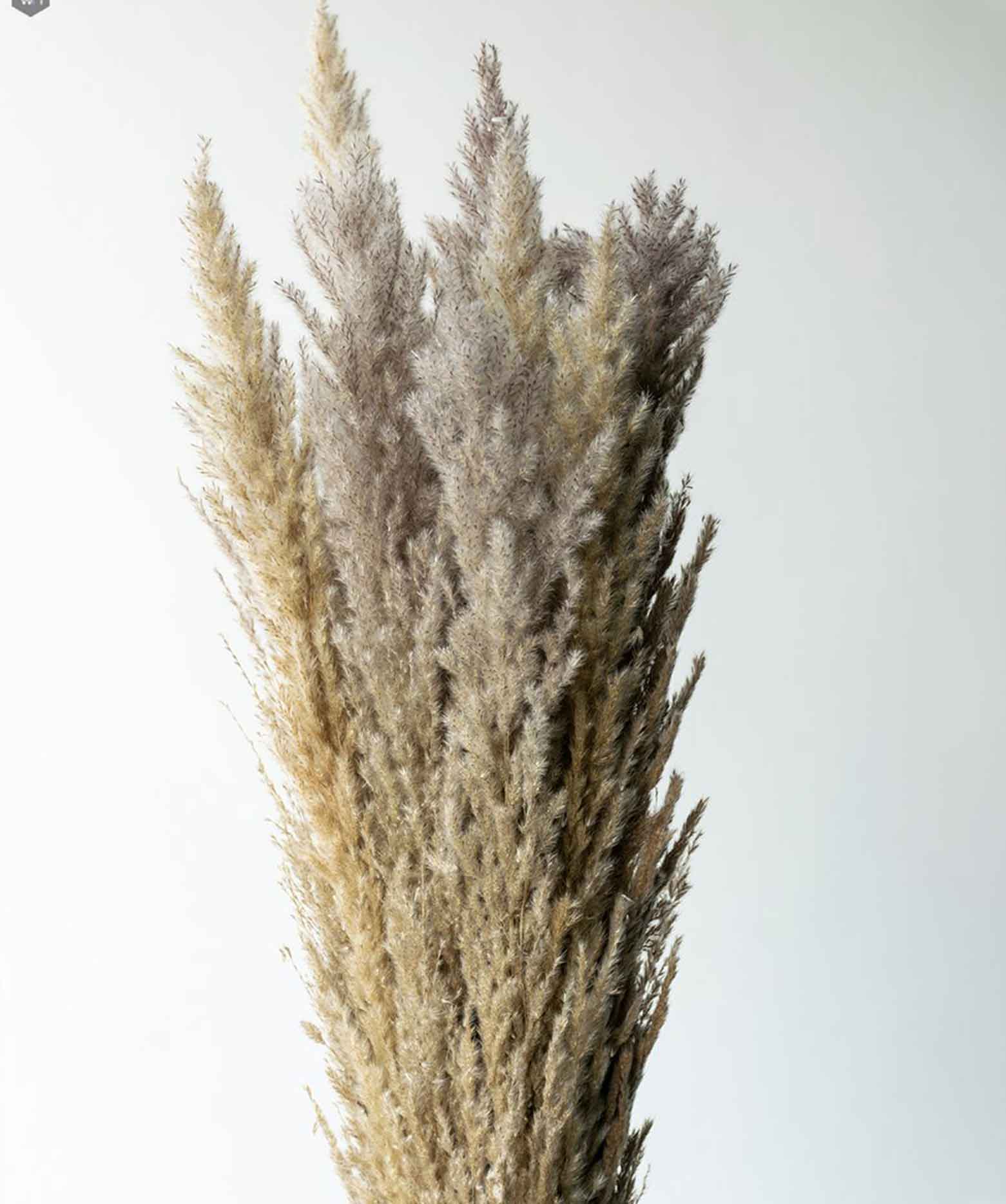 White and Brown Dried Pampas Pack of 10 Stems