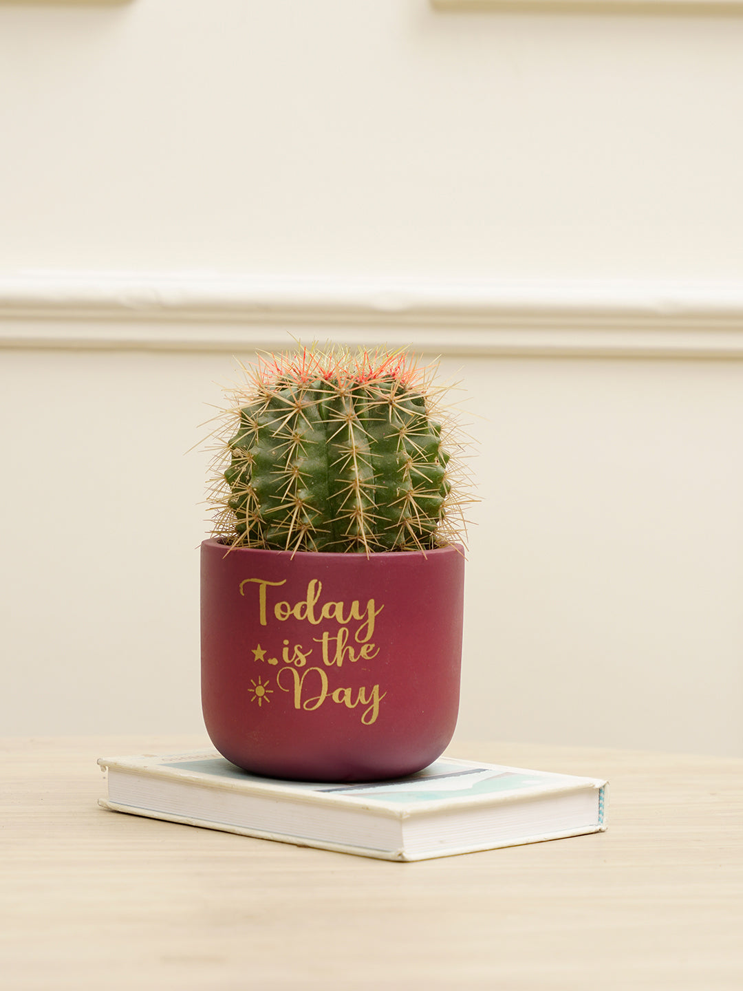 Daisy- Today is the Day Planter