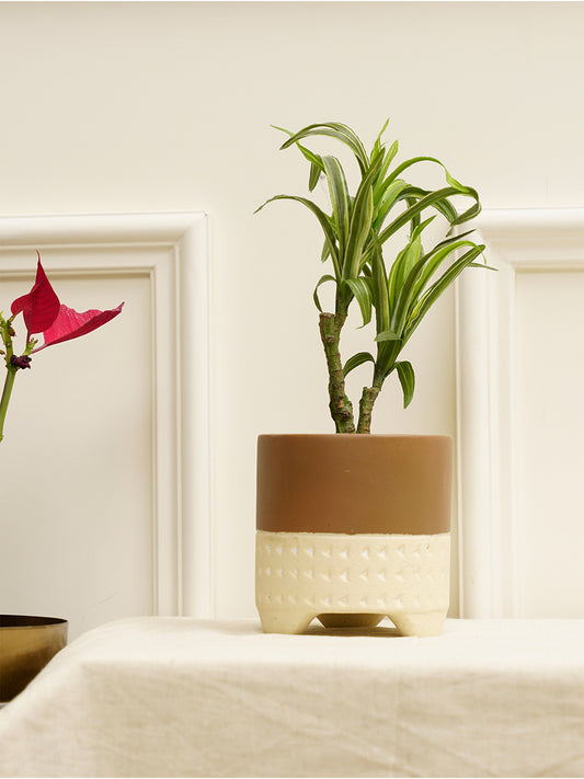 Gardenia Planter