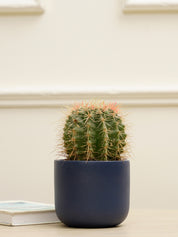 Jennie Planter