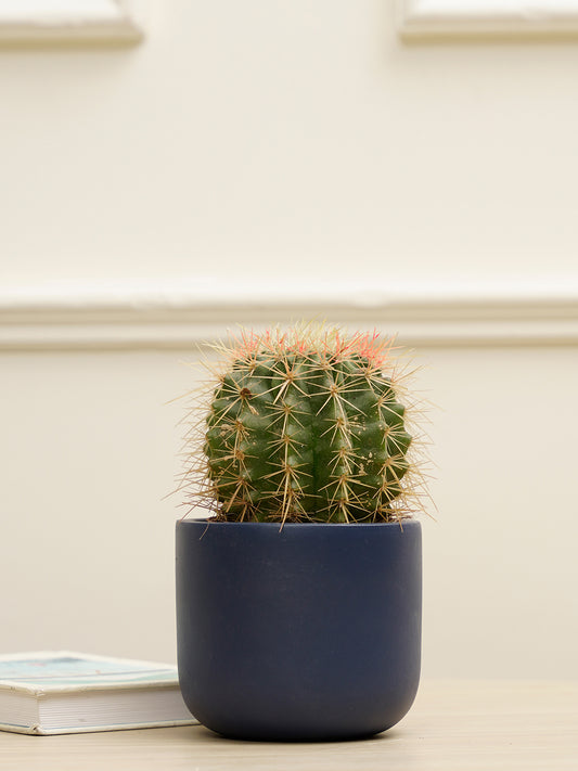 Jeanie Planter