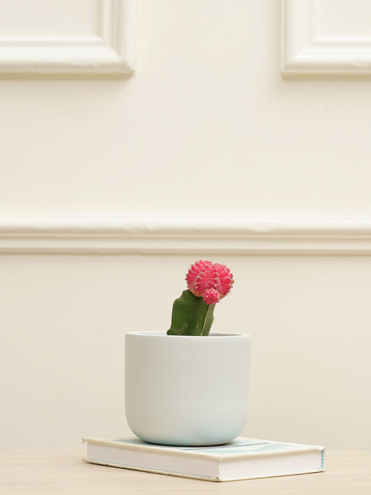 Jeanie Planter