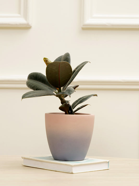 Smoky Planter