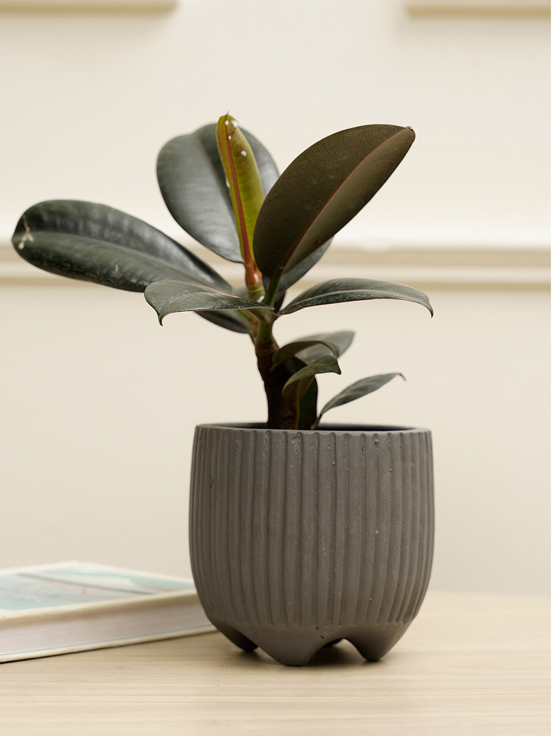 Sunbeam Planter
